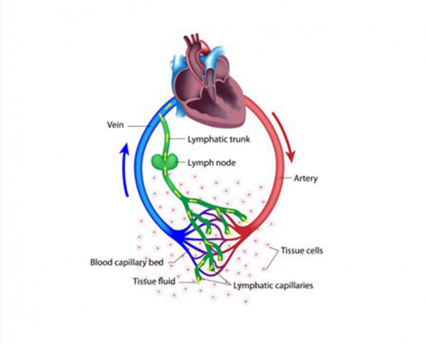 image lymphatic system